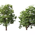 Various Arbor Trees With Green Foliage And Natural Shapes 3d model