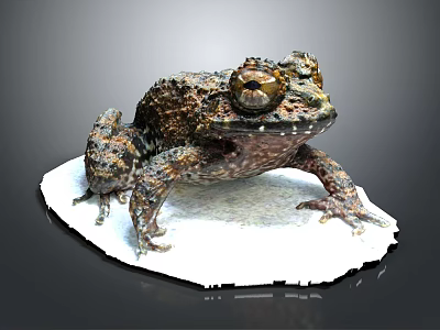 Spotted Toad With Rough Skin And Large Eyes On White Platform 3d model