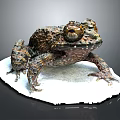 Spotted Toad With Rough Skin And Large Eyes On White Platform