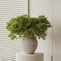 Modern Bonsai Plant in Light Gray Pot on White Cylindrical Stand with Green Lush Foliage