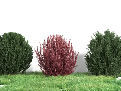 Vibrant Red and Lush Green Shrubs Against White Wall On Green Lawn 3d model