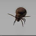 Realistic Brown Ant With Spiky Back Hairs Long Antennae And Slender Legs