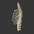 Human Rib Cage Skeleton Model With Thoracic Spine And Anatomical Bone Structure 3d model