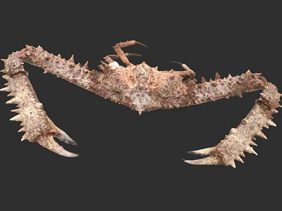 Spiky Brown Crab Aquatic Animal With Long Claws And Rough Shell 3d model
