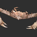 Spiky Brown Crab Aquatic Animal With Long Claws And Rough Shell