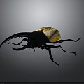Rhinoceros Beetle With Large Horn Black Body And Yellow Elytra On Gray Background