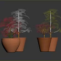 Plants in Terracotta Pots Various Types Including Bare Branches Green Grass-like on Dark Background