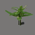 Tropical Banana Tree with Large Green Leaves Slender Trunks and Rock Base
