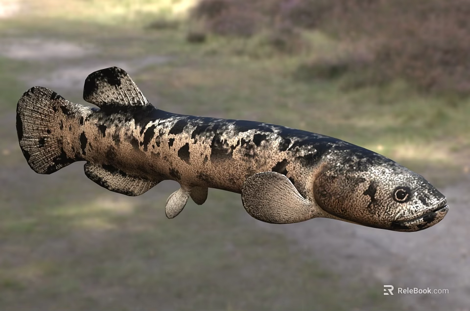 Spotted Aquatic Lungfish With Black Body Spots In Natural Habitat 3d model 