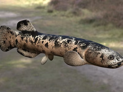 Spotted Aquatic Lungfish With Black Body Spots In Natural Habitat 3d model