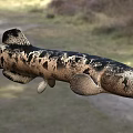 Spotted Aquatic Lungfish With Black Body Spots In Natural Habitat