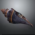 Vibrant Conch With Colorful Striped Spiral Shell And Natural Patterns On Dark Background