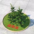 Fresh Vegetable Plants Growing On Round Green Tray With Red Label