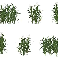 Healthy Green Corn Plants With Different Growth Stages In Agricultural Field