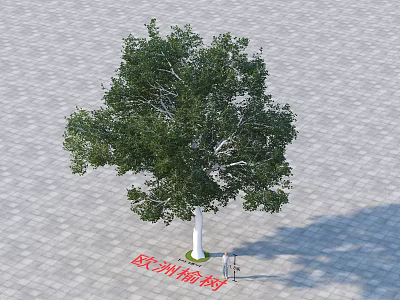 European Poplar Tree With Green Canopy And White Trunk On Paved Ground 3d model