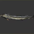 Silver Sturgeon Fish With Elongated Body And Shiny Scales On Gray Background