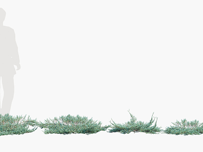 Modern Shrub Trees model