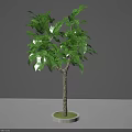 Ornamental Tree with Green Leaves Gray Trunk and Round Marble Base Indoor