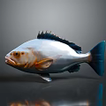 Silver Marine Fish With Spiky Dorsal Fin Blue Tail Orange Eyes On Smooth Reflective Surface