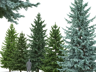 Various Evergreen Trees with Green and Blue Foliage and Human Figure for Scale 3d model
