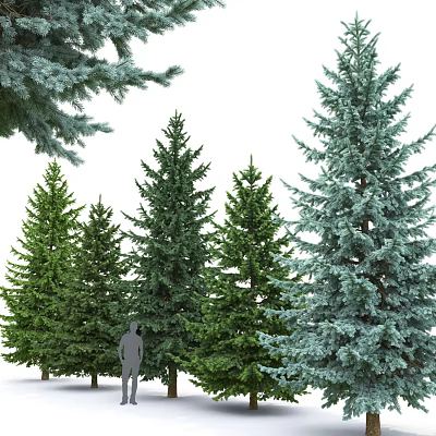 Various Evergreen Trees with Green and Blue Foliage and Human Figure for Scale 3d model