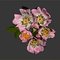 Pink Flowering Plant With Petals Green Stem And Leaves On Gray Background