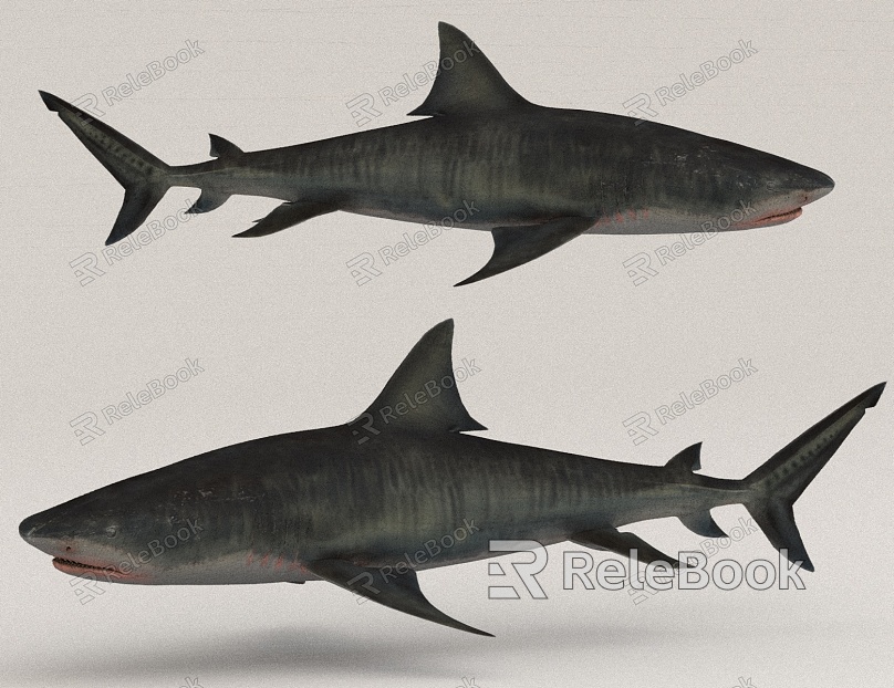 Sharks Great White Shark Beasts of the Sea model