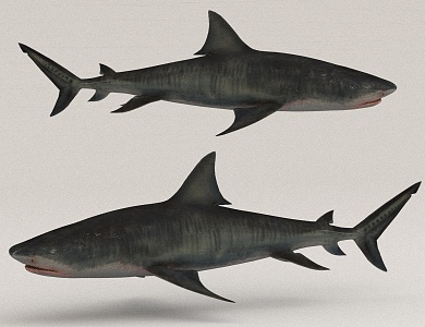 Sharks Great White Shark Beasts of the Sea 3d model