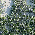 Lush Green Plant Wall With White Small Flowers For Indoor Living Decoration