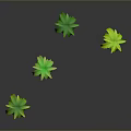 Four Palm Trees With Green Leaves And Brown Trunks On Gray Background With Reflections