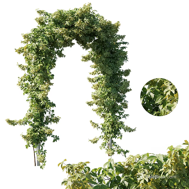 Vine Forming Arch With Lush Green Foliage And Close Up Details 3d model 