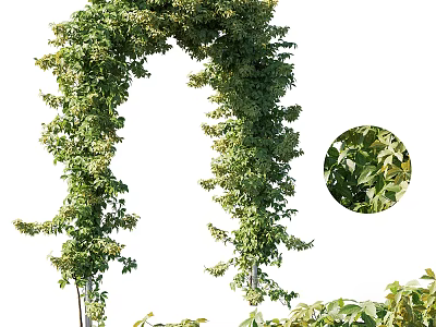 Vine Forming Arch With Lush Green Foliage And Close Up Details 3d model
