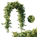 Vine Forming Arch With Lush Green Foliage And Close Up Details