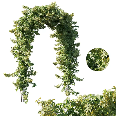 Vine Forming Arch With Lush Green Foliage And Close Up Details 3d model