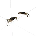Reptile crab 3d model