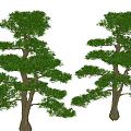 Two Elegant Arbor Trees With Lush Green Foliage And Brown Trunks For Landscape