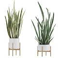 Potted Plants With Green Striped Leaves In White Pots On Wooden Stands