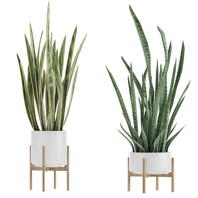 Potted Plants With Green Striped Leaves In White Pots On Wooden Stands 3d model