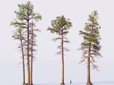 Three Tall Trees with Straight Trunks and Green Leaves Under Light Sky and Person Below 3d model