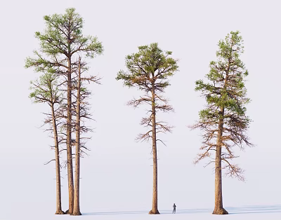 Three Tall Trees with Straight Trunks and Green Leaves Under Light Sky and Person Below 3d model