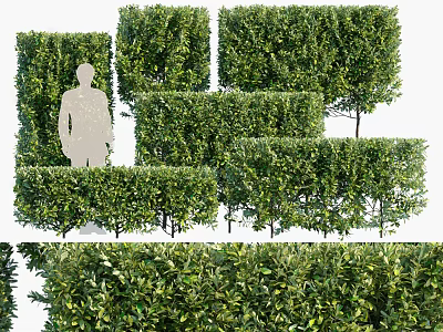 Green Shrub Hedges With Various Shapes For Outdoor Garden Landscape Design 3d model