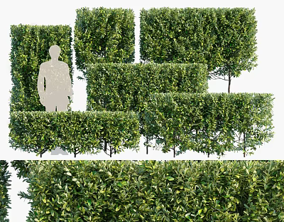 Green Shrub Hedges With Various Shapes For Outdoor Garden Landscape Design 3d model