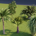 Different Kinds of Trees Featuring Palm Trees and Fruit Bearing Tree With Lush Green Foliage
