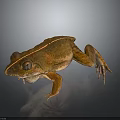 Brown Frog With Dorsal Stripe Close Up On Gray Background Shiny Skin Texture