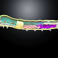 silkworm anatomical structure silkworm internal structure silkworm anatomy 3d model