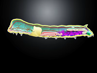 Reptile Skin Cross Section Structure Displaying Colorful Tissue Layers and Vascular Elements 3d model