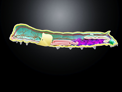 silkworm anatomical structure silkworm internal structure silkworm anatomy 3d model