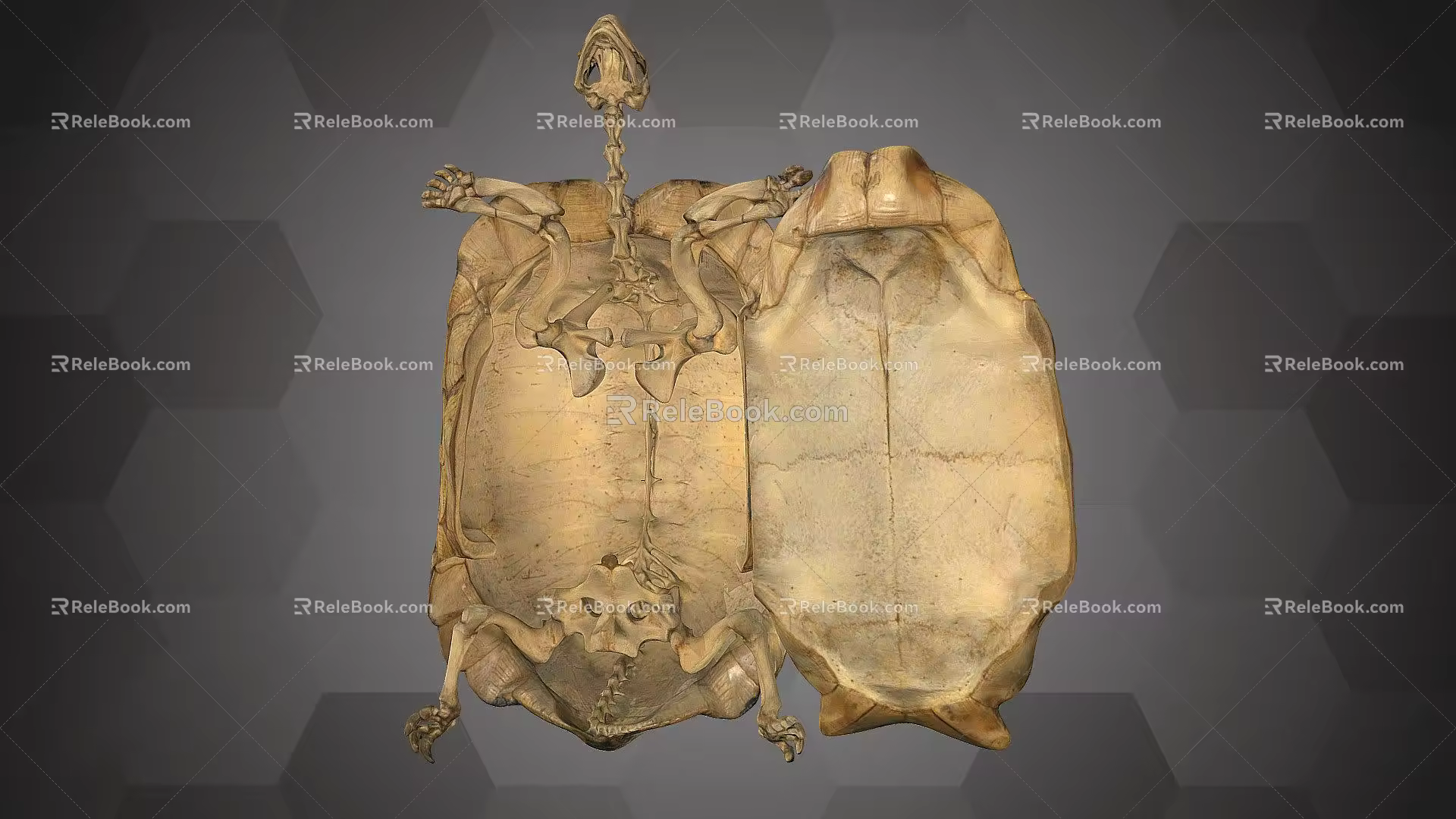Modern Skeleton Leopard Tortoise Skeleton Tortoise Skeleton Tortoise Skeleton 3d model
