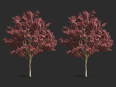 Two Slender Trunk Trees with Vibrant Red Leaves Against Dark Background 3d model