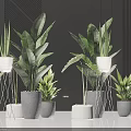 Decorative Indoor Potted Plants With Green Leaves In Various Ceramic Pots And Metal Stands